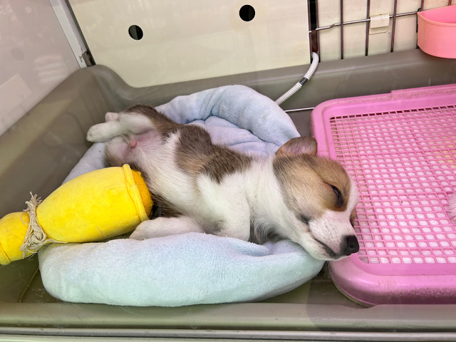 ウェルシュコーギー・ペンブローグ