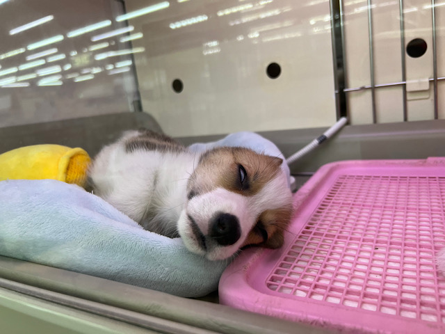 ウェルシュコーギー・ペンブローグ