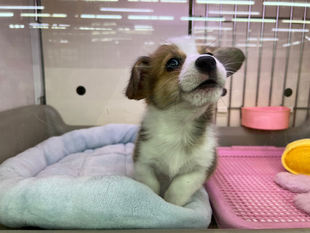 ウェルシュコーギー・ペンブローグ