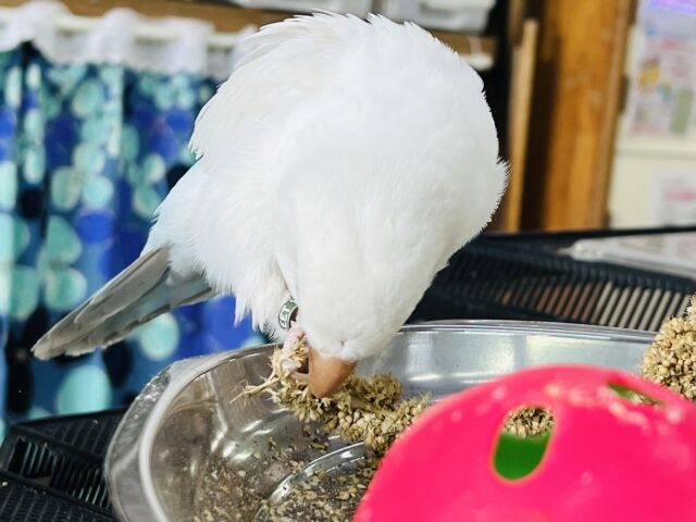 オキナインコ