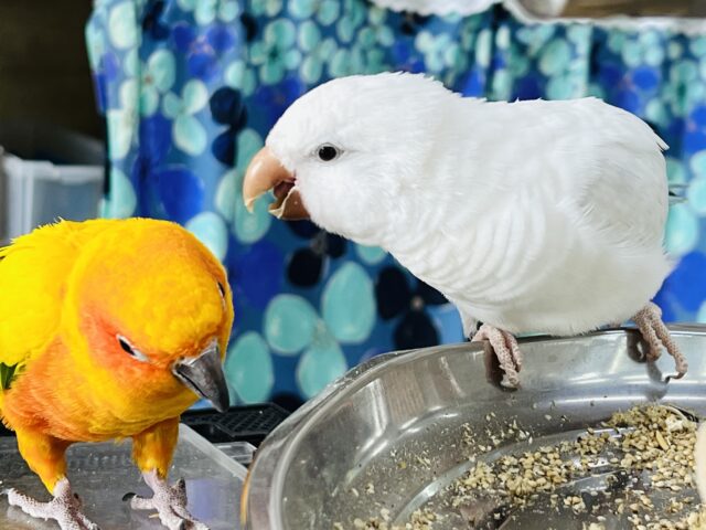 オキナインコ
