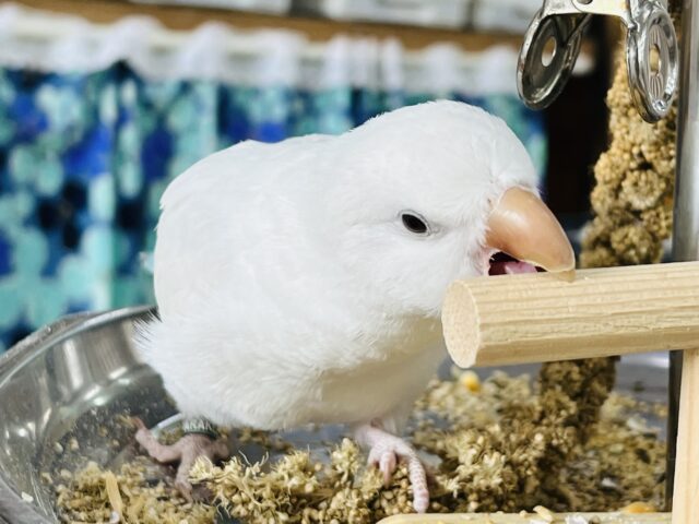 オキナインコ
