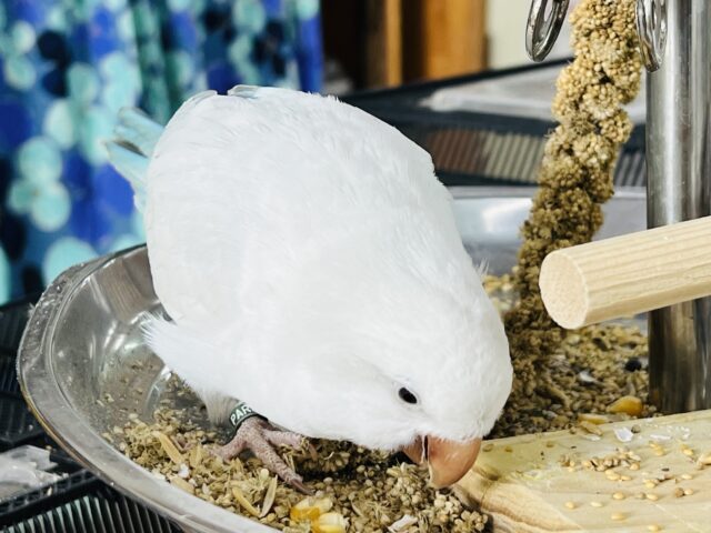 オキナインコ