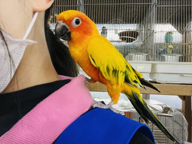 コガネメキシコインコ