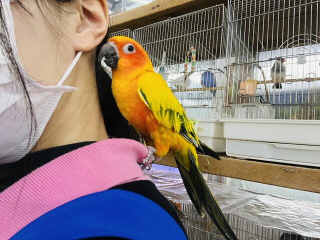 コガネメキシコインコ