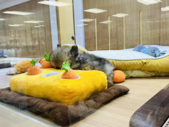 ポメチー（ポメチワ）