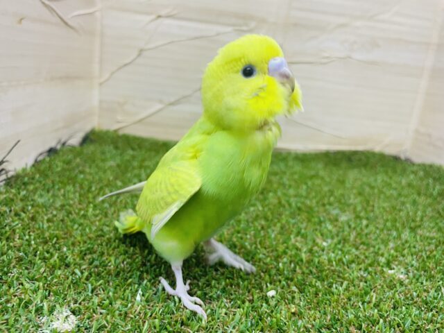 セキセイインコ