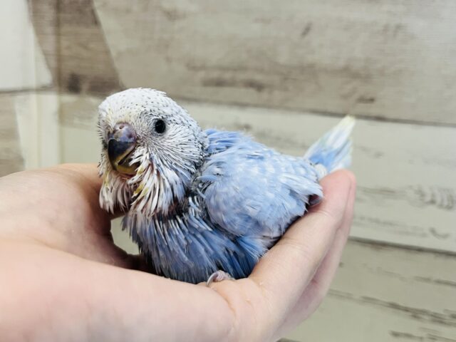 ジャンボセキセイインコ