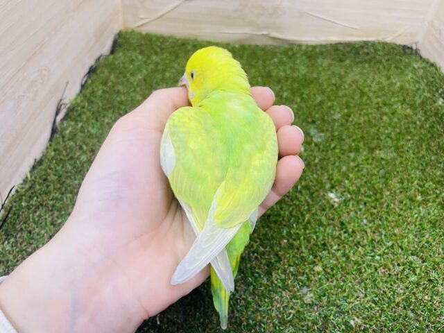 セキセイインコ