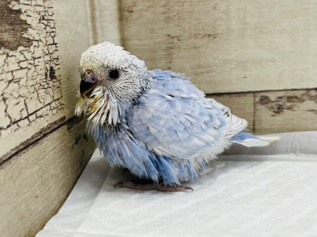 ジャンボセキセイインコ