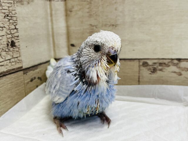 ジャンボセキセイインコ