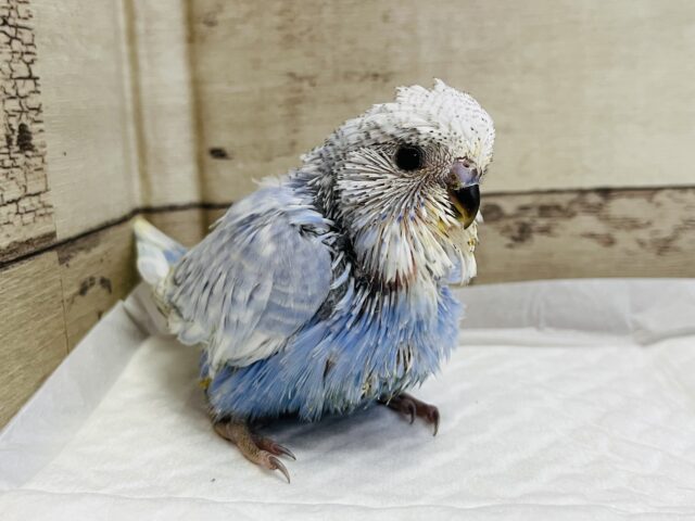 ジャンボセキセイインコ