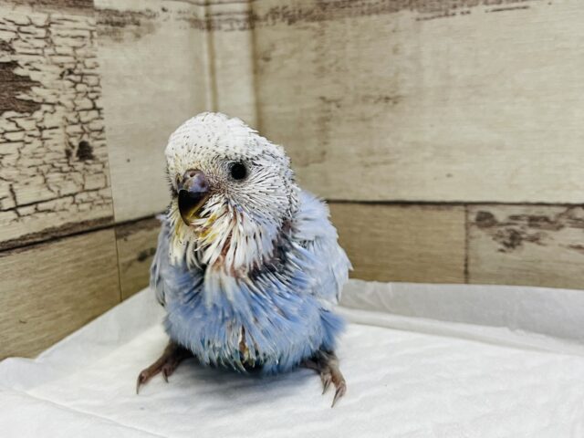 ジャンボセキセイインコ