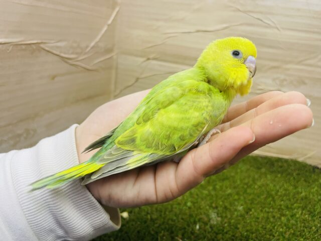 セキセイインコ