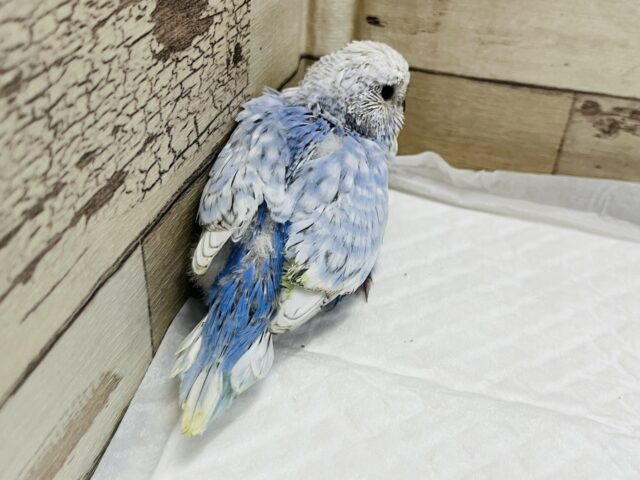 ジャンボセキセイインコ