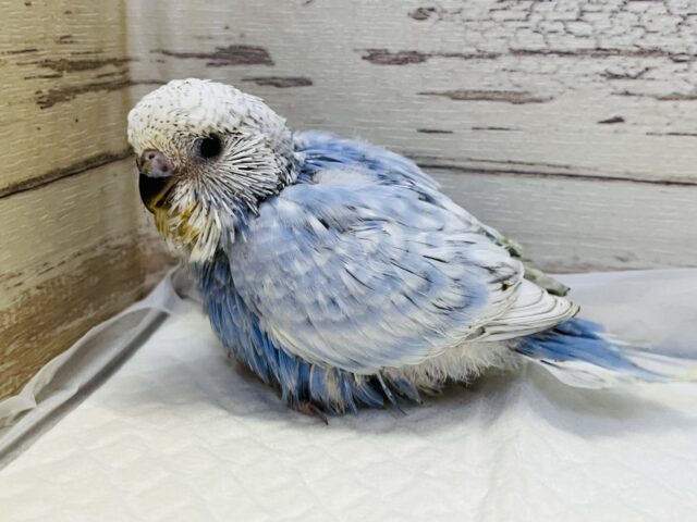 ジャンボセキセイインコ