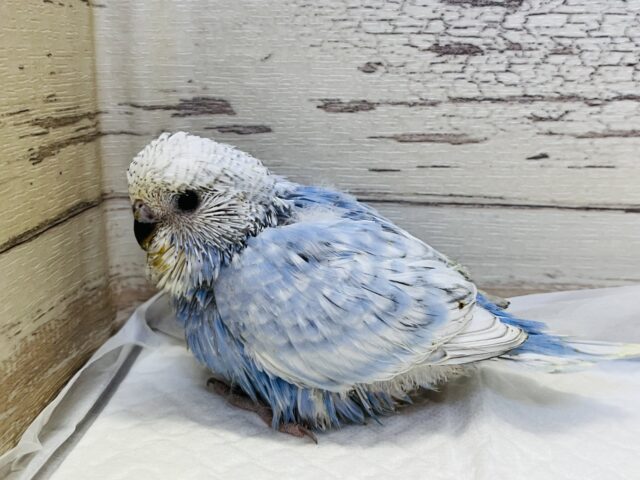 ジャンボセキセイインコ