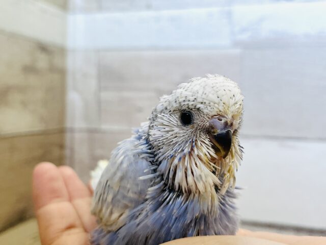 ジャンボセキセイインコ