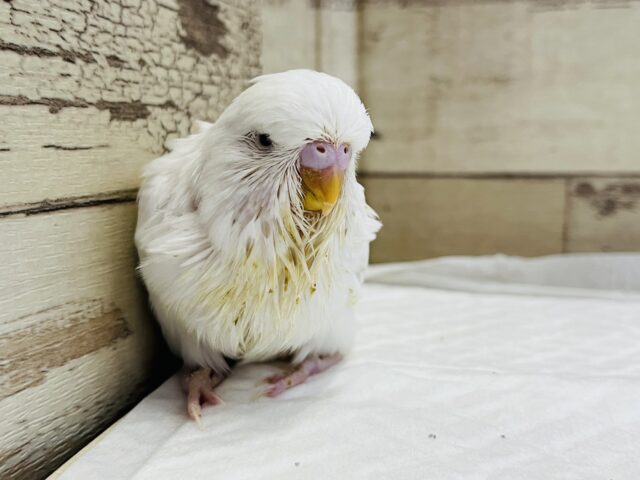 ジャンボセキセイインコ