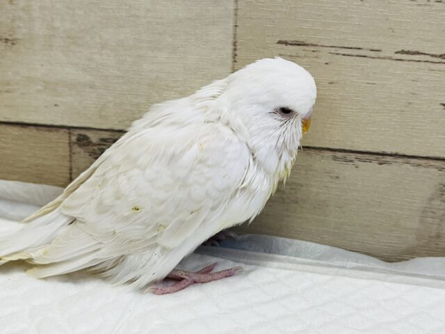 ジャンボセキセイインコ