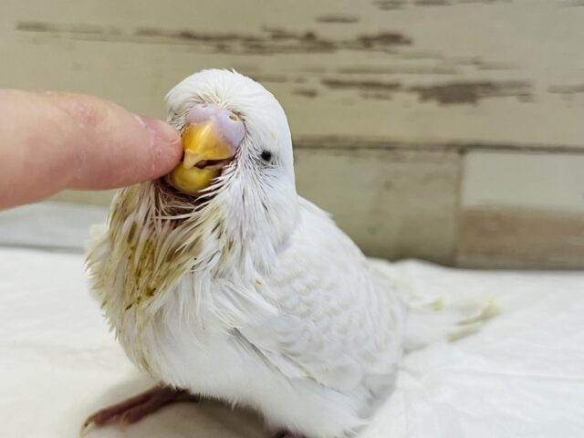 ジャンボセキセイインコ