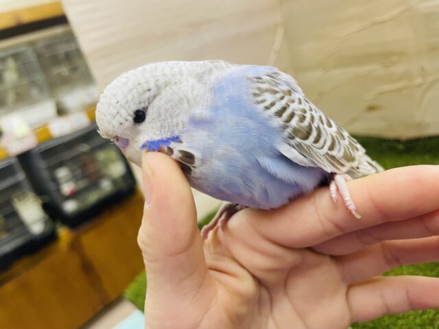ジャンボセキセイインコ