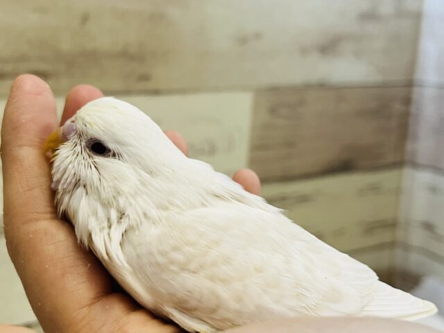 ジャンボセキセイインコ