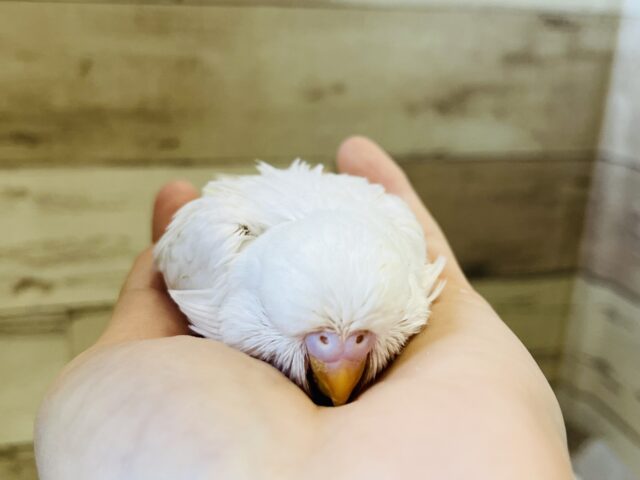 ジャンボセキセイインコ