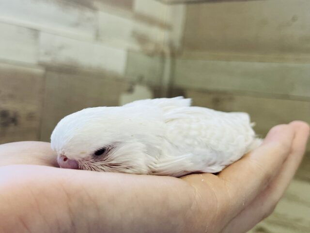 ジャンボセキセイインコ