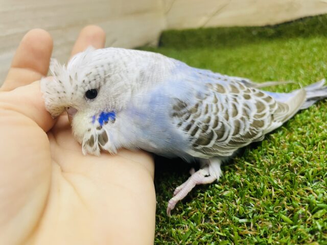 ジャンボセキセイインコ