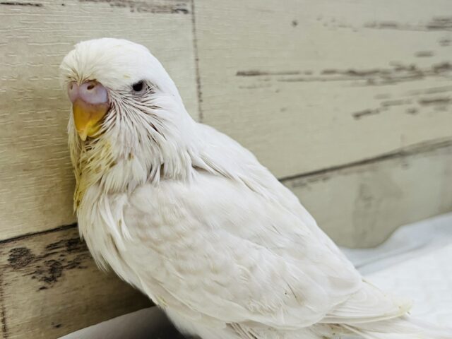 ジャンボセキセイインコ