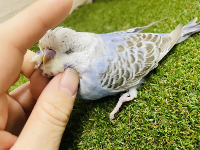 ジャンボセキセイインコ