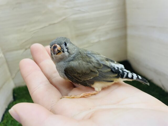 錦花鳥（キンカチョウ）