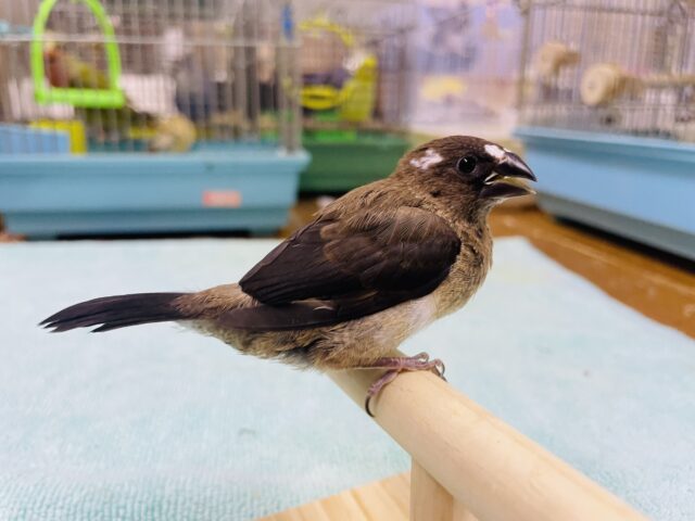 十姉妹（ジュウシマツ）