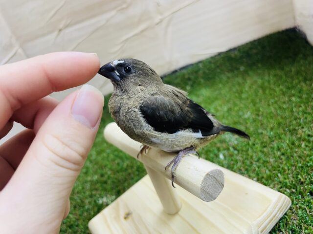 十姉妹（ジュウシマツ）