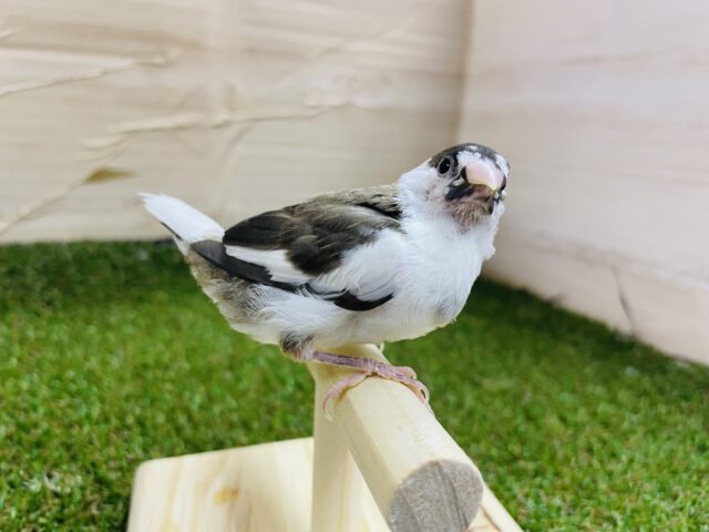 十姉妹（ジュウシマツ）