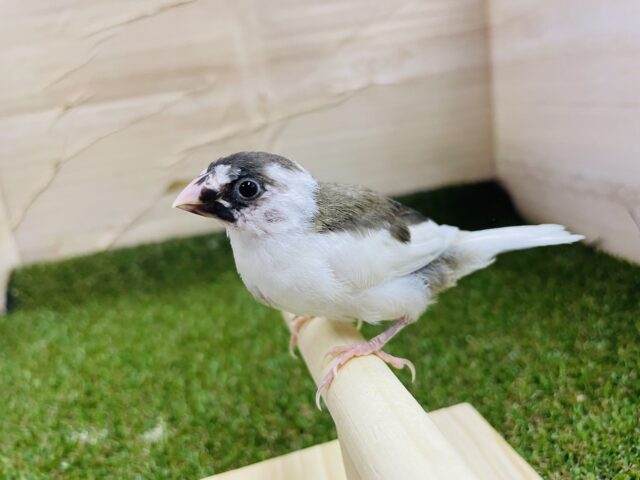 十姉妹（ジュウシマツ）