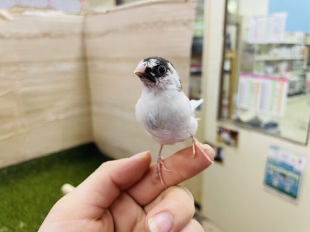 十姉妹（ジュウシマツ）