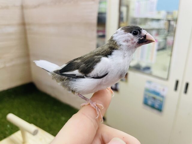 十姉妹（ジュウシマツ）