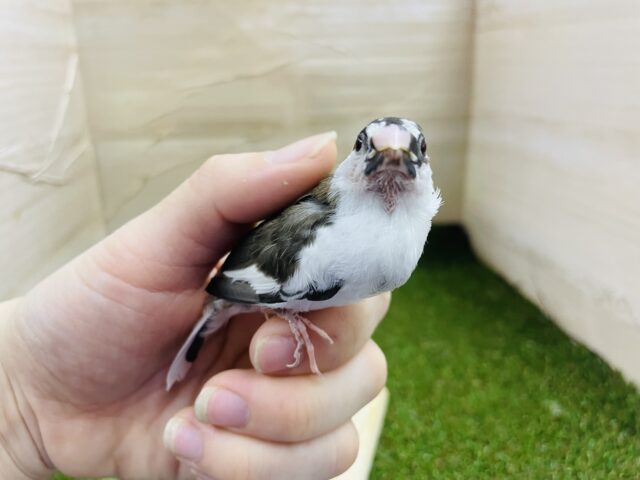 十姉妹（ジュウシマツ）