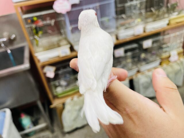 シルバーイノ文鳥