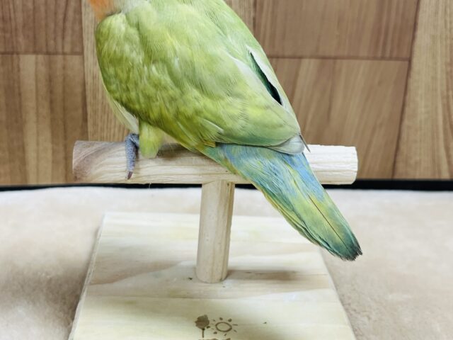 コザクラインコ（小桜インコ）