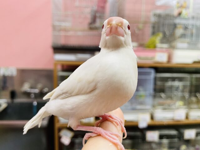 シルバーイノ文鳥