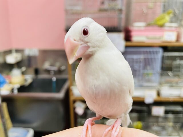 シルバーイノ文鳥