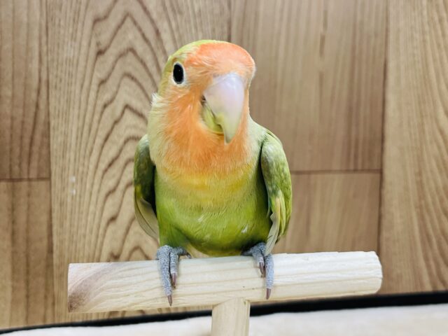 コザクラインコ（小桜インコ）