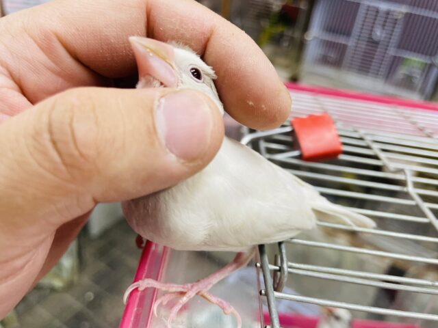 シルバーイノ文鳥