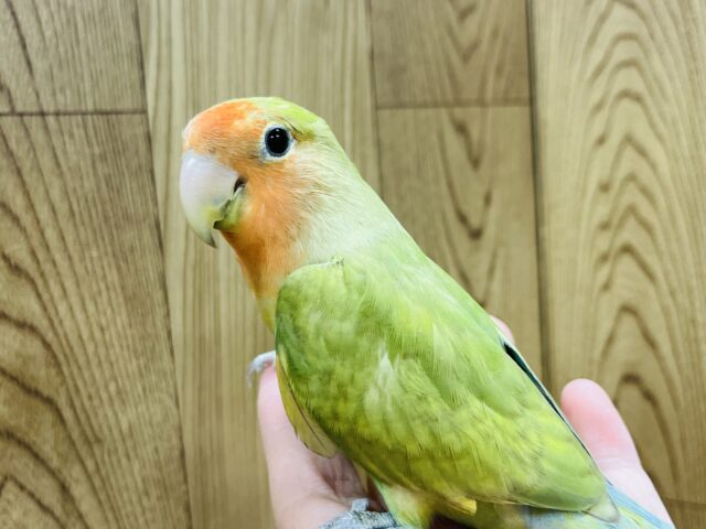 コザクラインコ（小桜インコ）
