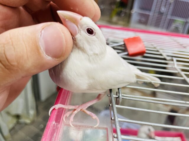 シルバーイノ文鳥