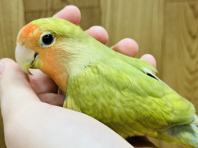 コザクラインコ（小桜インコ）