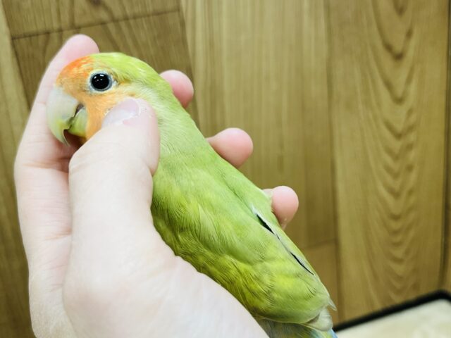 コザクラインコ（小桜インコ）